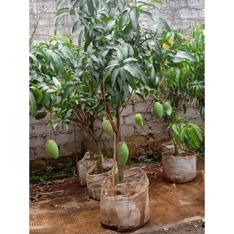 pohon mangga indramayu