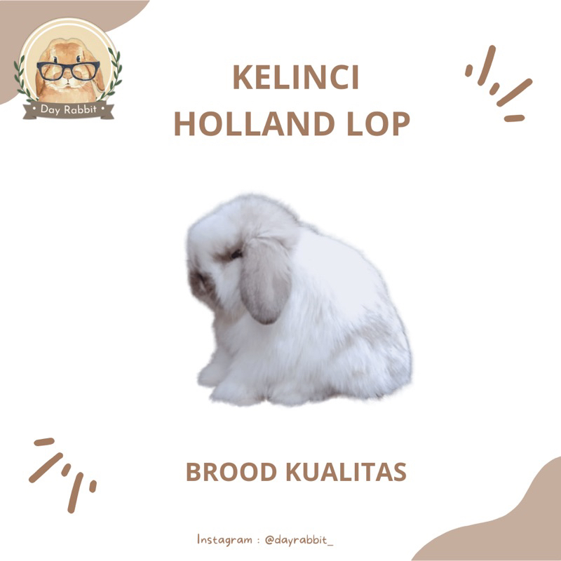 KELINCI HOLLAND LOP/KELINCI HIAS MINI HOLLAND LOP BROOD Q