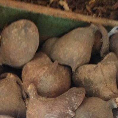 

TERBAIK JANGKANG KEPUH 500 GRAM - HALUMPANG 500 GRAM