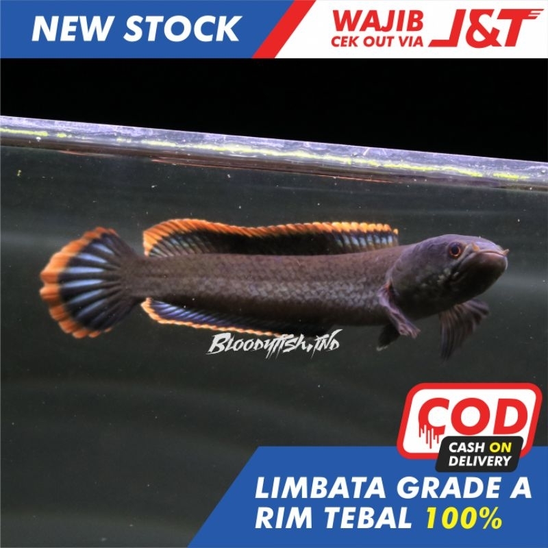 LIMBATA PROGRESAN CB | LIMBATA RIM TEBAL | LIMBATA LAWU