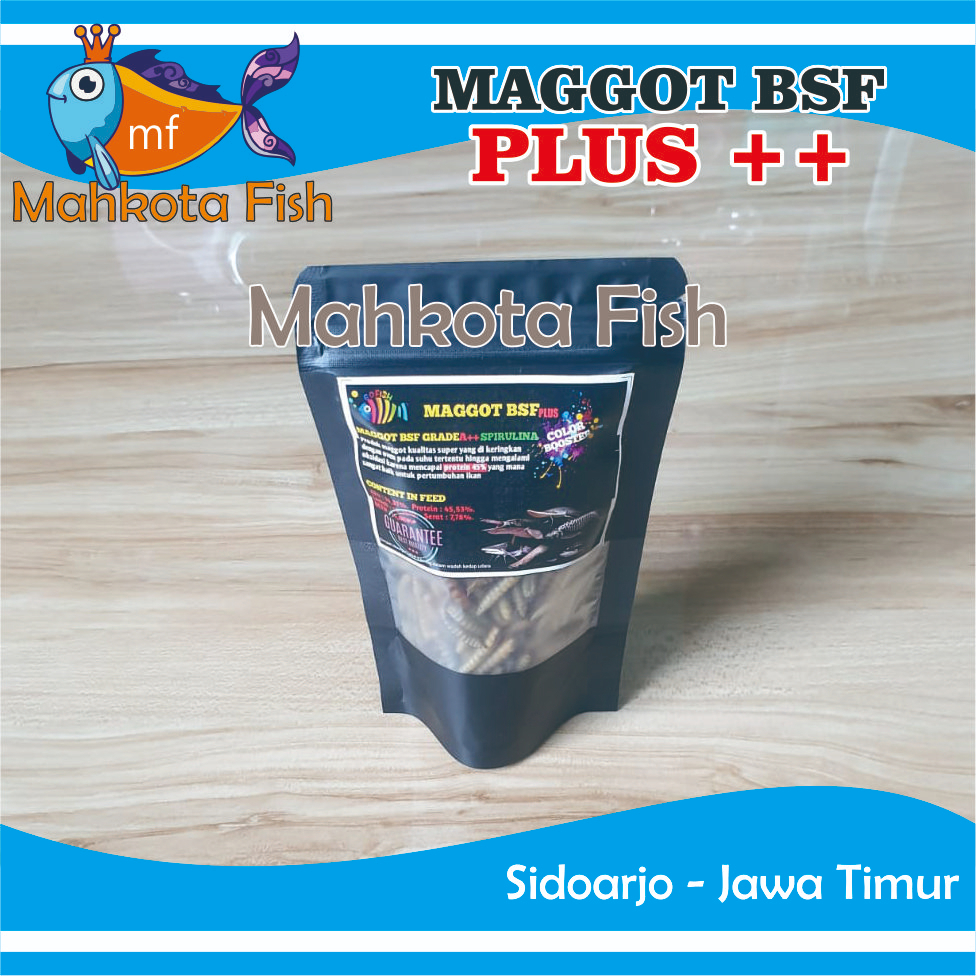 STRONG MAGGOT Chana | Pelet Ikan Chana MAGGOT BSF | MAGOT BSF | Pakan Warna Chana | Pakan Warna Cana | Cana | Channa | Pakan Predator