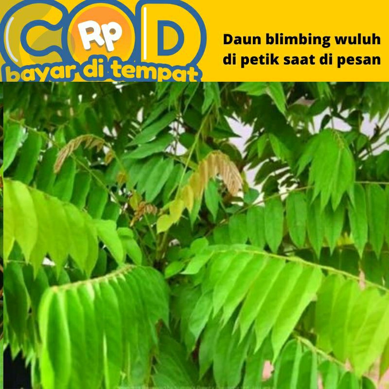 

Daun blimbing wuluh segar dipetik saat di pesan
