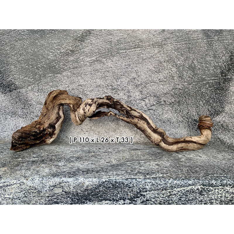 Kayu Santigi Laut Aquascape