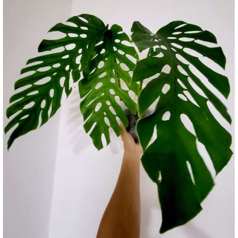 Tanaman hias monstera dubia
