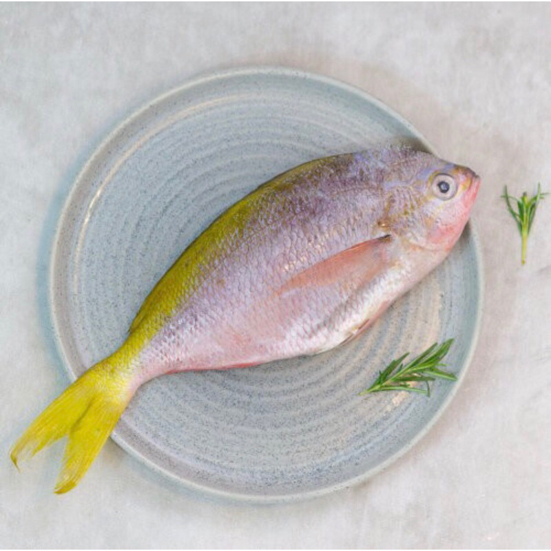 

Ikan Ekor Kuning Fresh 500gr - 1Kg