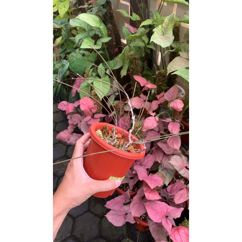 Hoya spartioides (Pesanan Kak Andita)