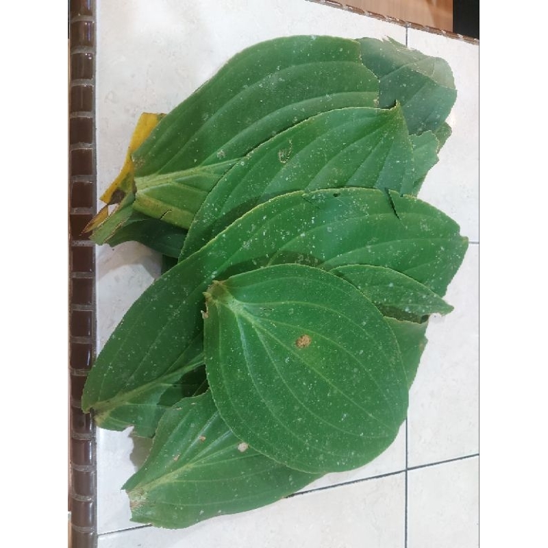 Original DAUN Buah Parijoto ½ Kg (500 Gr) dan 1 Kg (1000 Gr ) Asli Gunung Muria