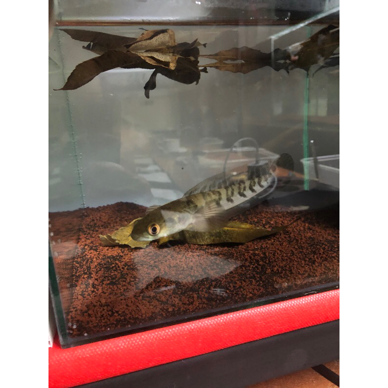 YS Persimetan rapih cabung