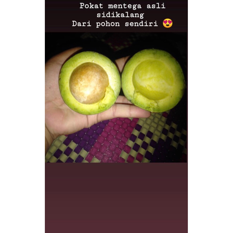 

Alpukat mentega super