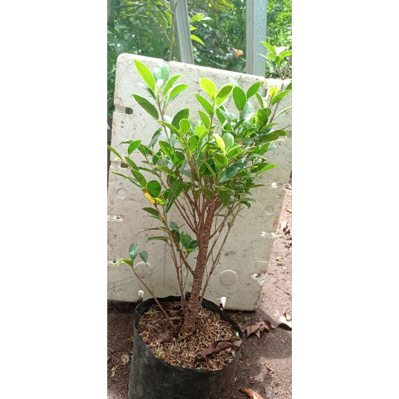 Bahan bonsai beringin/ficus kimeng