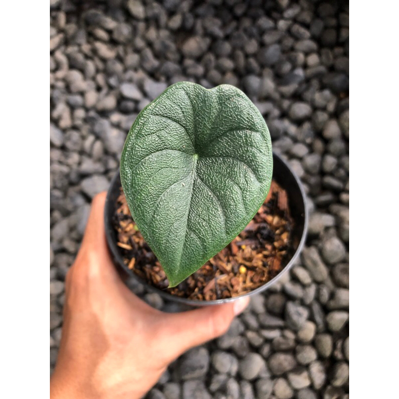 Alocasia Melo / Rhinoskin