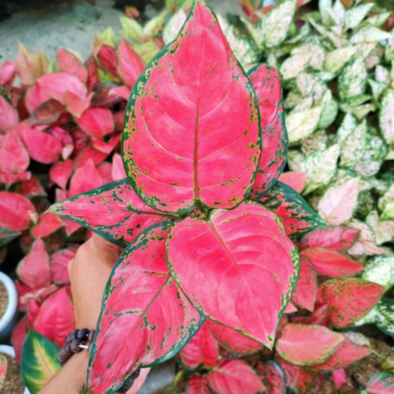 aglonema red anjamani remaja