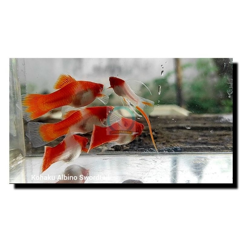 Kohaku /Santa Albino Swordtail