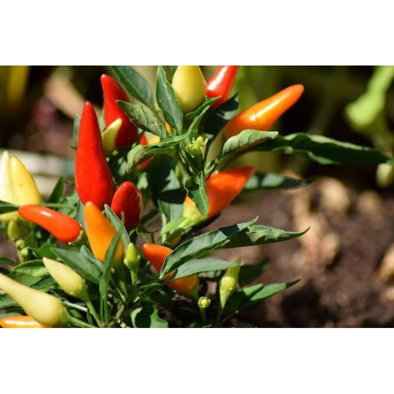 ID 35 BIJI BENIH CABE-RAWIT SUPER PEDAS/ CABE SETAN