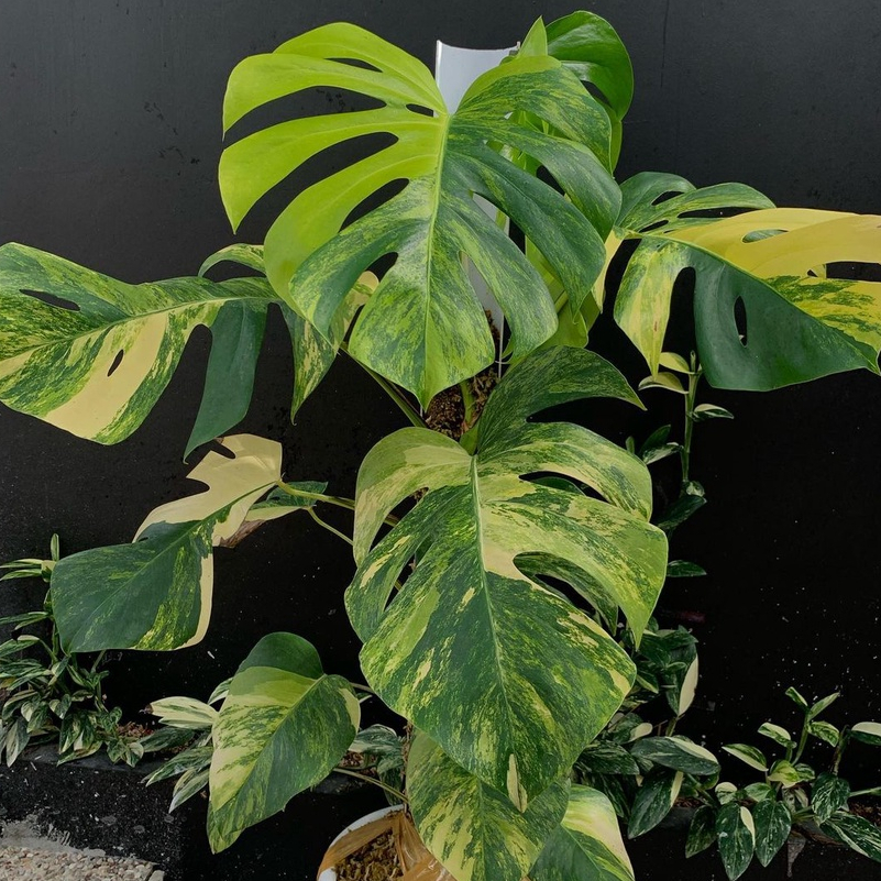 *PROMO* Monstera Marmorata Varigata/Marmo Varigata/Marmo Daun Pancing