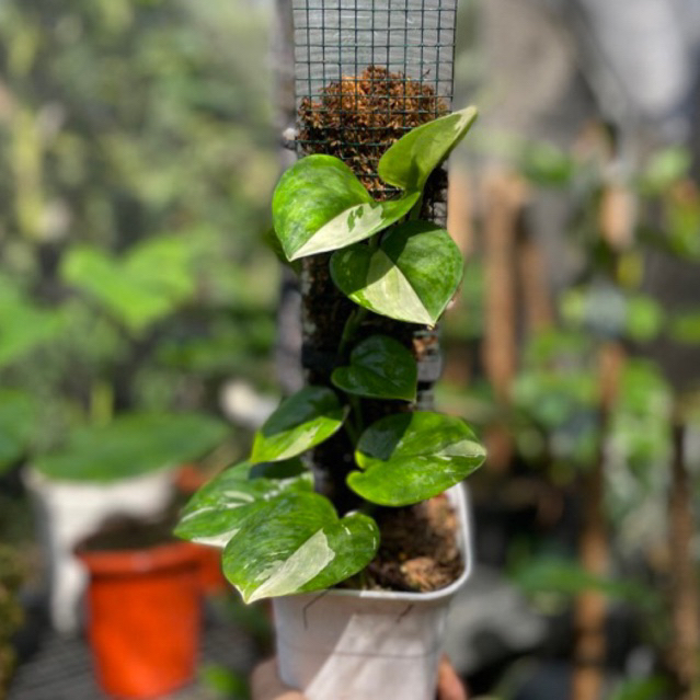 scindapsus tereubi moonlight varigata