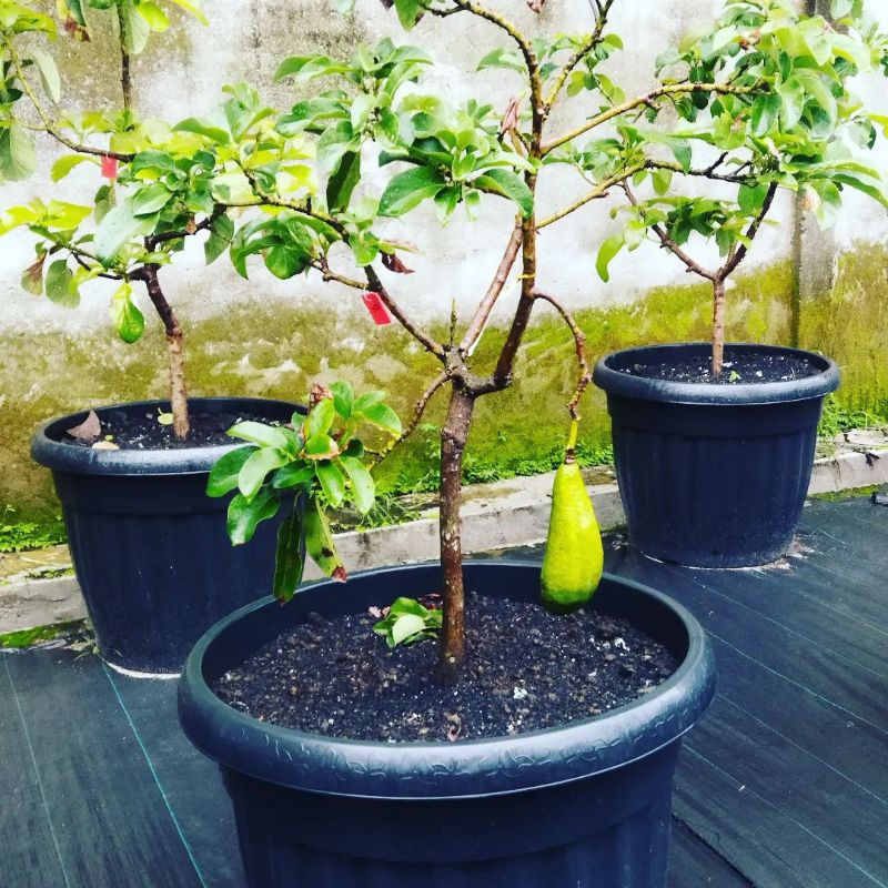 bibit alpukat Kelud bisa berbuah di pot