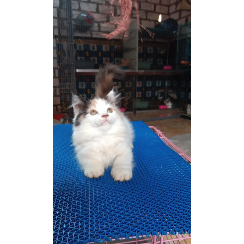 kitten munchkin betina