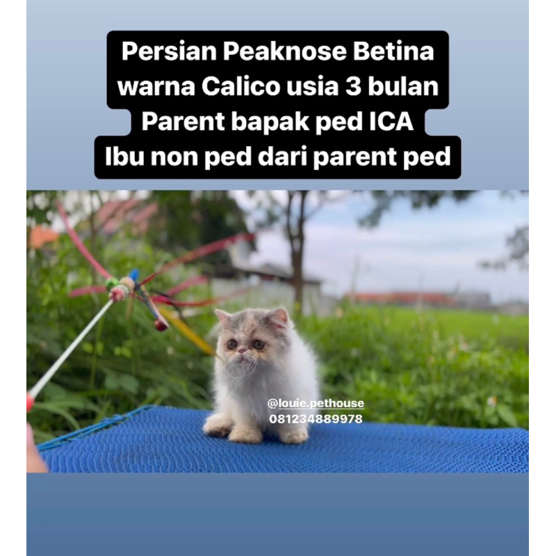 Persian Peaknose betina Dilute Calico tiga warna vitamin kucing bulu super longhair gemoy lucu