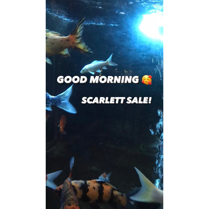 scarlett sale, acne dan brightly essence toner, mango and jolly shower scrub, retinol serum, acne an