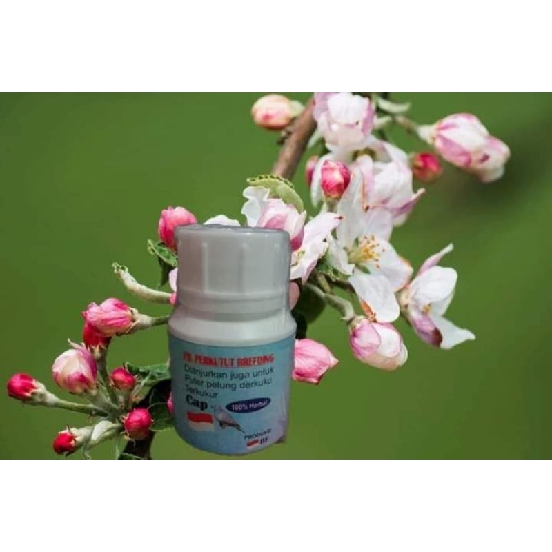 JAMU/PIL PERKUTUT BREEDING Cap Bendera MERAH PUTIH