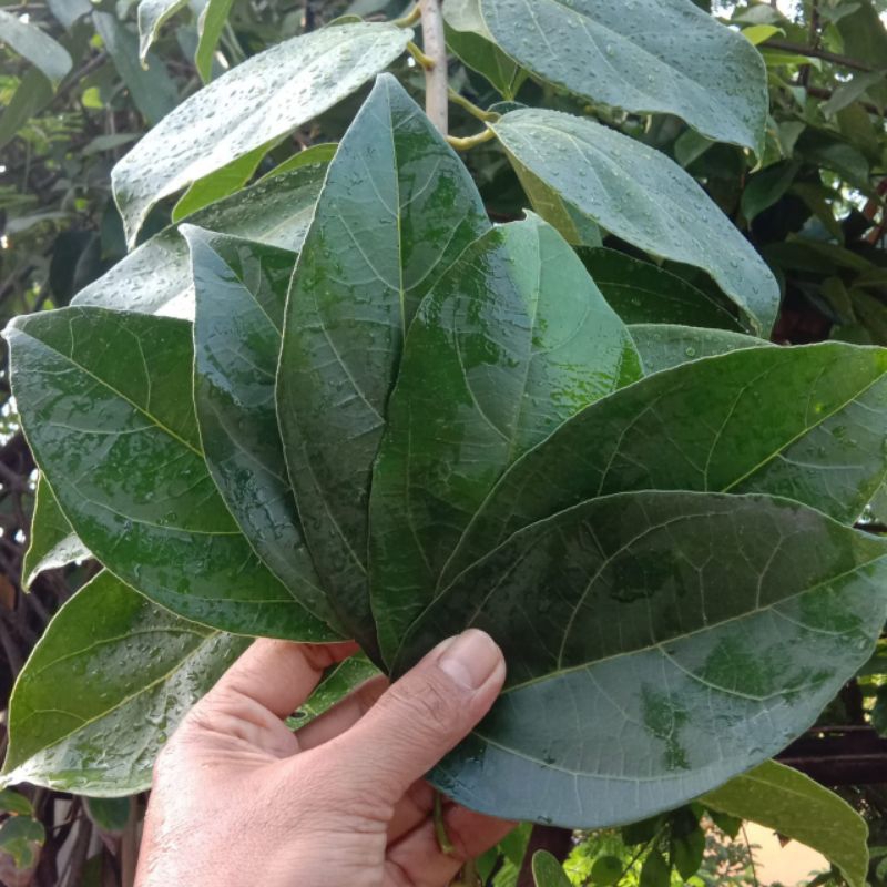 Jual Daun Cincau Hijau Segar Kg Langsung Petik Shopee Indonesia