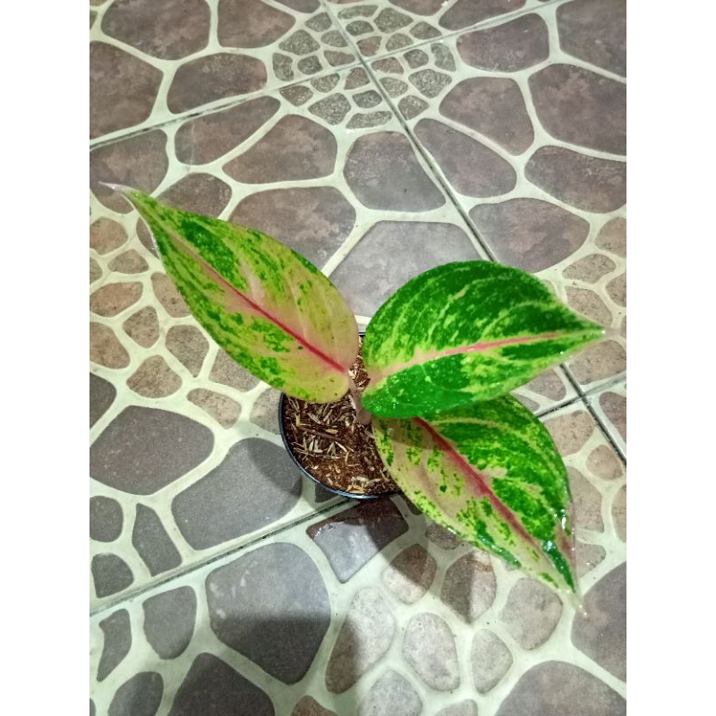promo tanaman hias live baby aglonema  imelda jadul rare item