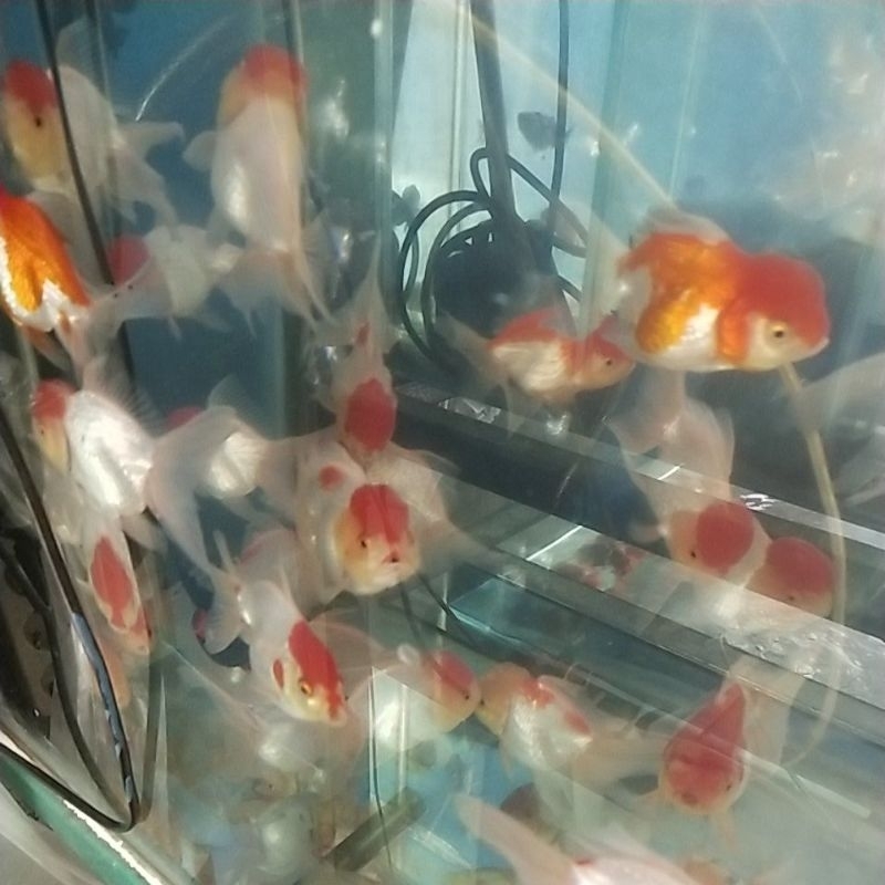 KOKI ORANDA JAMBUL REDCAP SIZE XL