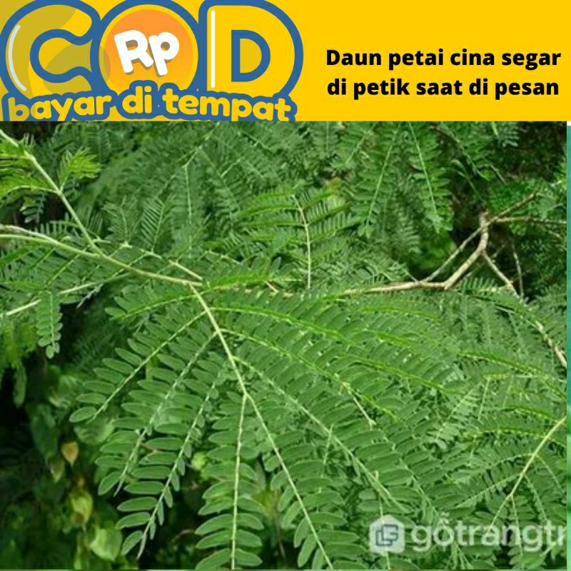 

Daun petai / petei China segar dipetik saat di pesan 500 gram