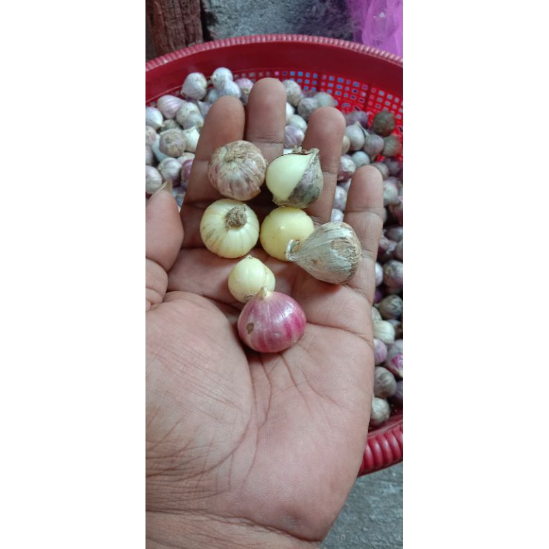 bawang putih tunggal rijek/BS 1kg