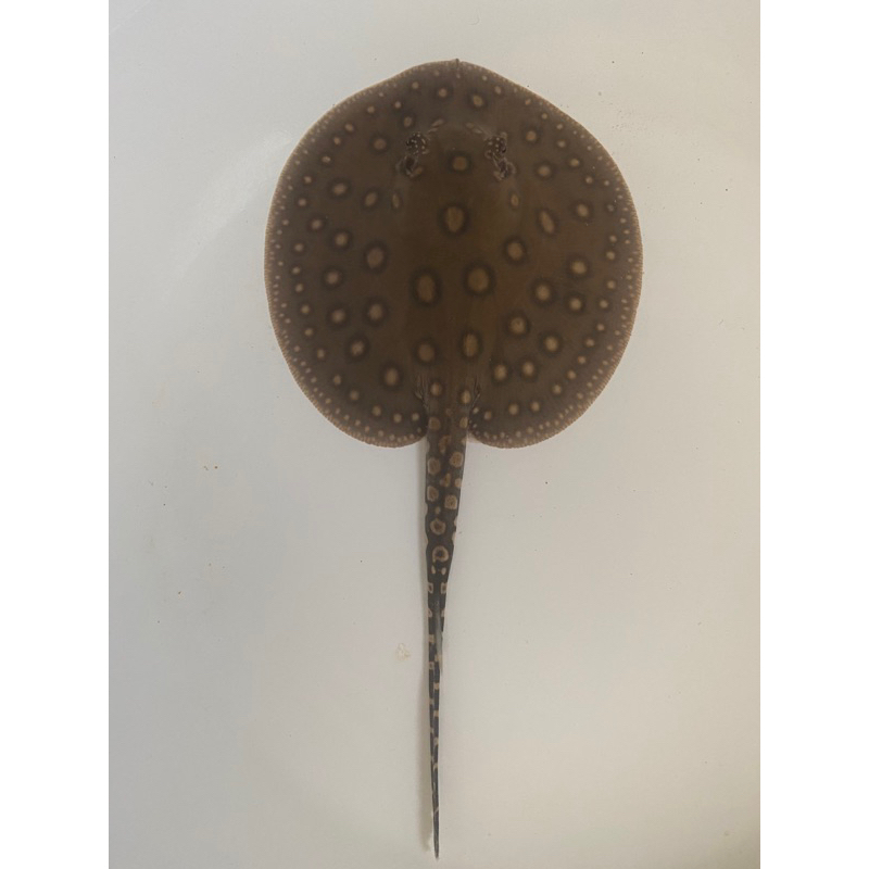 Ikan Pari Motoro Stingray Female