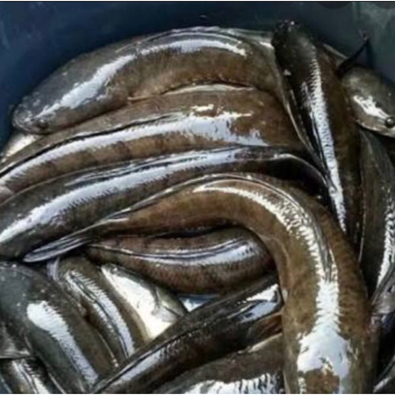 

Ikan Gabus Basah 500gram - 1Kg