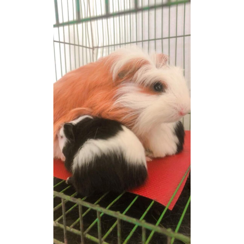 Marmut / Marmut Hias / Guinea Pig / Marmut Peruvian / Marmut Sheba / Marmut Coronet / GP / Marmut Se