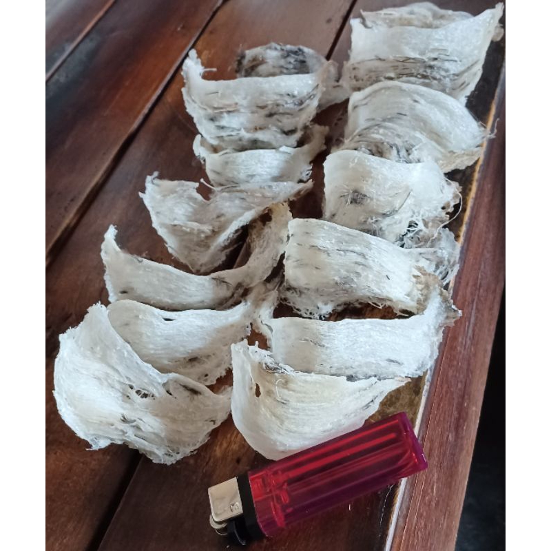 Sarang Burung Walet Putih