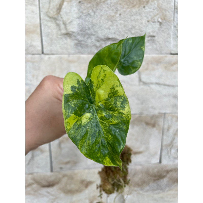 alocasia gageana ori