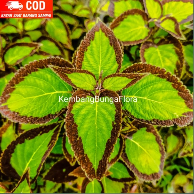 Miana Premium Bolu Pandan/ Miana/ Bayam Hias/ Tanaman hias/ Tanaman/ Murah/ Bibit Tanaman Hias/ Hias