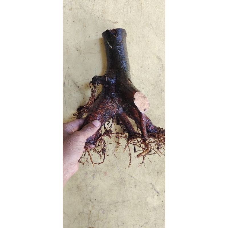 Bahan Bonsai Amplas Hitam