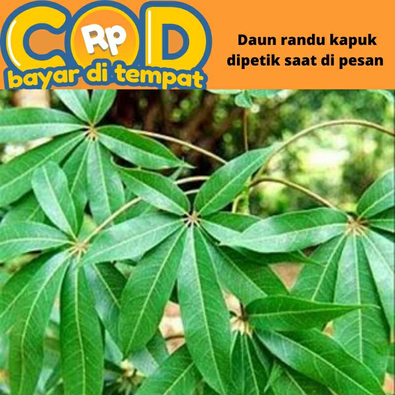 

Daun randu/ kapuk segar dipetik saat di pesan 800 gram