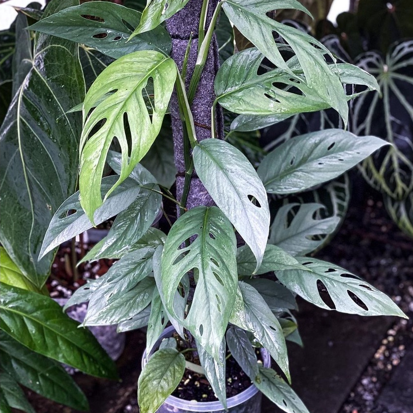 *PROMO* Epipremnum Cebu Blue