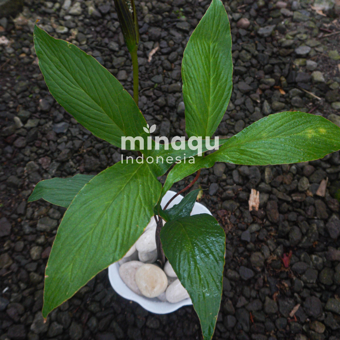 Tanaman Hias - Cyrtosperma Hambali