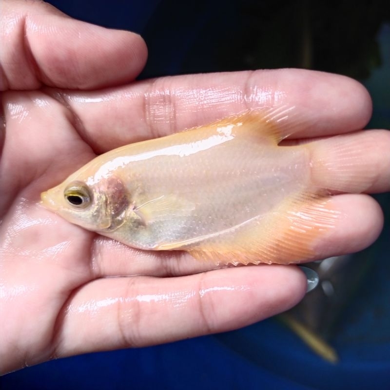 gurame Padang size silet / gurame Padang merah / gurame silet / glbibit gurame Padang berkwalitas