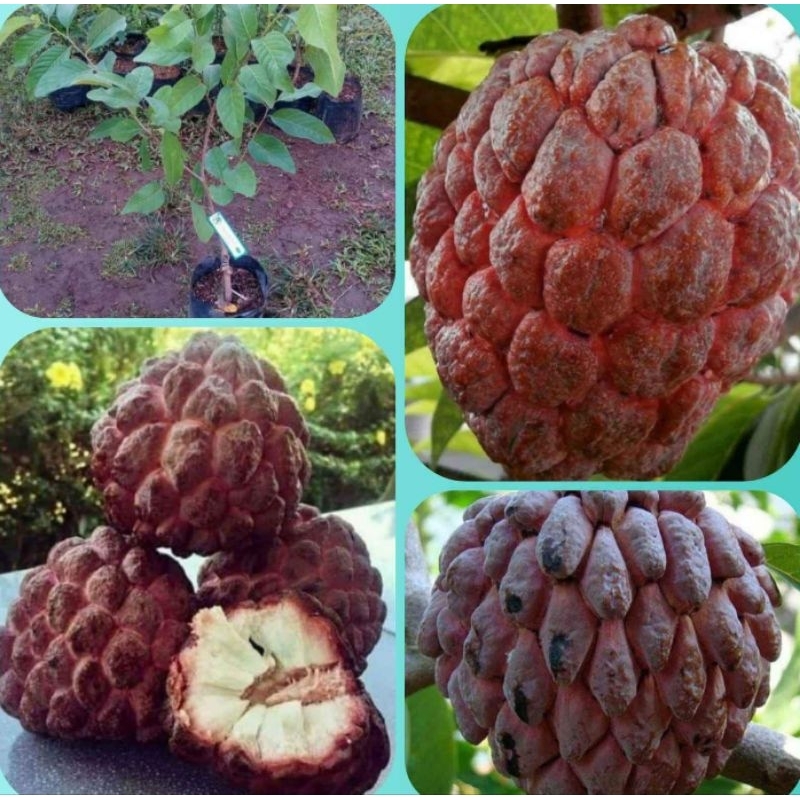 Srikaya Merah Okulasi