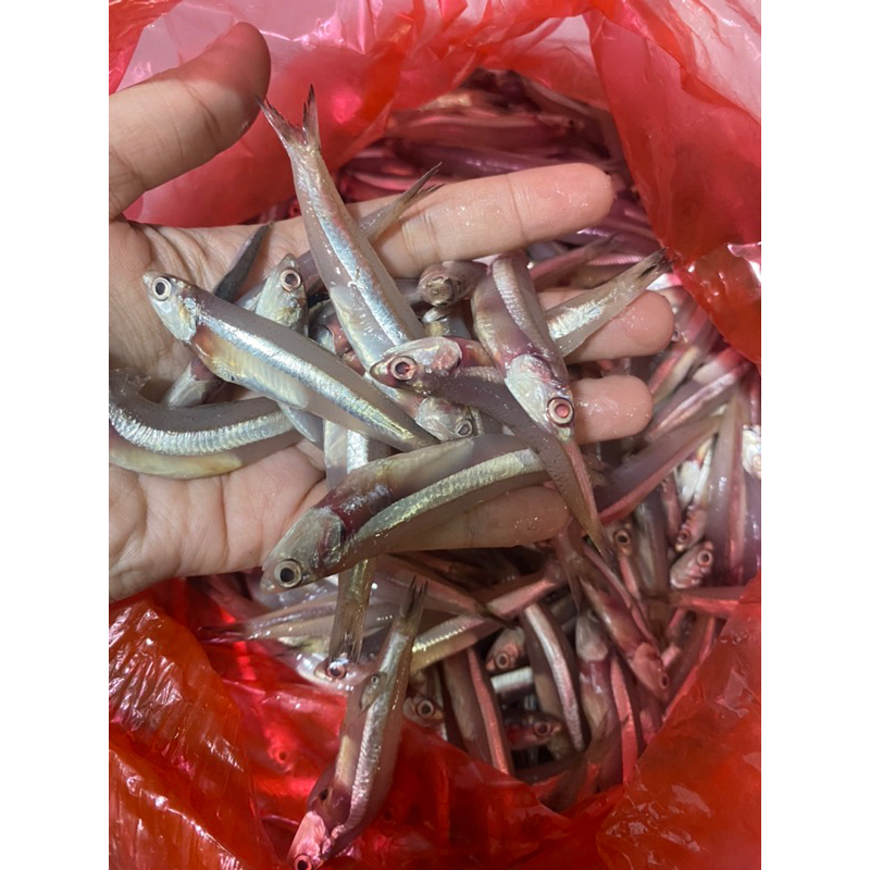 

ikan teri segar