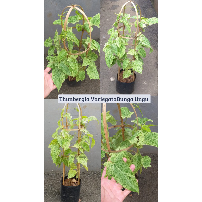 (TANAMAN HIAS) POHON THUNBERGIA VARIEGATA/BUNGA UNGU
