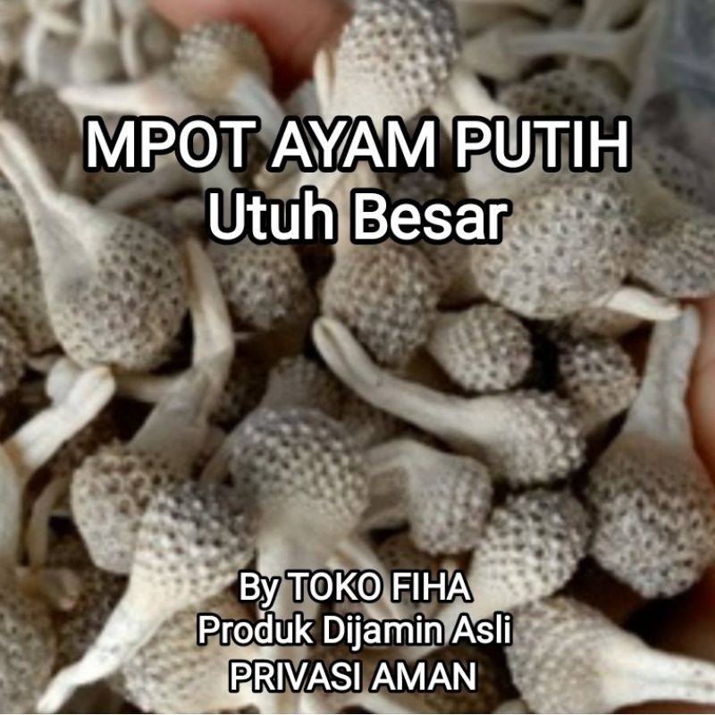 

MPOT AYAM PUTIH ASLI | MPOT PUTIH ALBINO ORIGINAL - per biji utuh besar