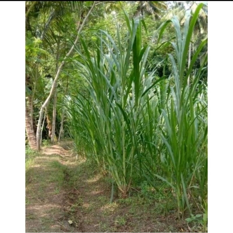 1Kg Rumput pakcong  rumput Napier Pakcong Rumput Thailand rumput Super rumput protein tunggi rumput 