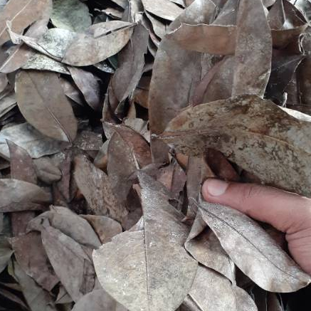 

TERBAIK JAMU DAUN SRIKAYA KERING HERBAL- 1KG