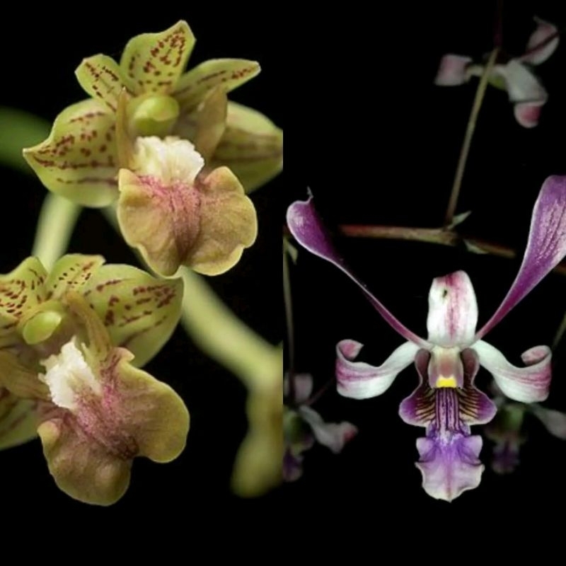 Dendrobium bifalce x lineale blue