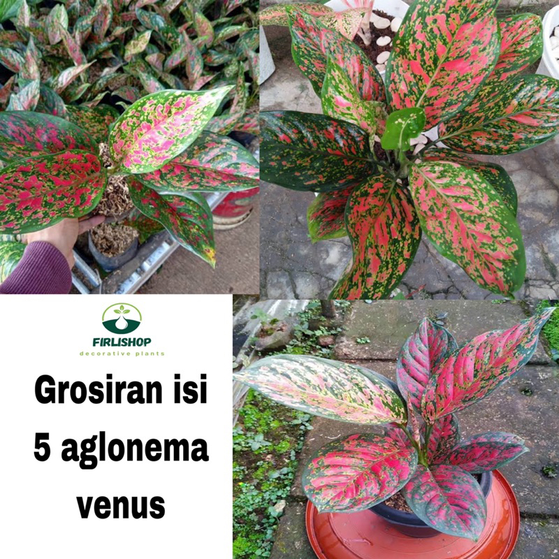 grosiran isi 5 aglonema venus - pohon aglonema venus bersaun rimbun
