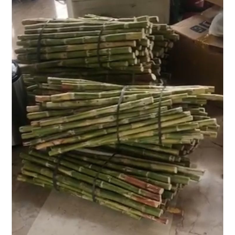 

tebu batang hijau